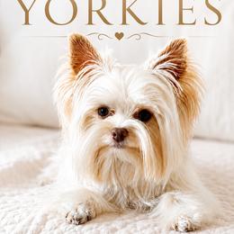 Finn - Yorkshire Terrier