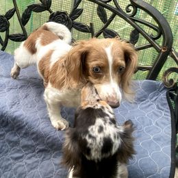 Princess Julieanna Renia - Dapple female Dachshund puppy in Elizabethtown, Kentucky from Teeny Tiny Puppy Tails