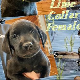German Shepherd and Labrador Retriever Puppies from Point to Point West