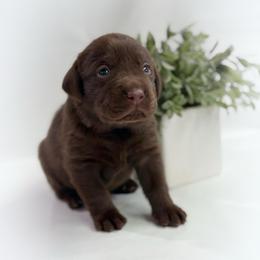 Thorin - Chocolate male Labrador Retriever puppy in Isle, Minnesota from Dog Ear Outfitters