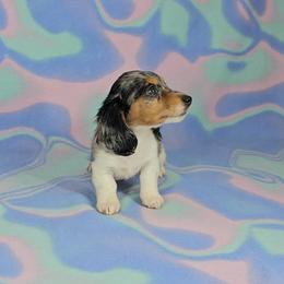 Dachshund Puppies from Newbern's Nuggets