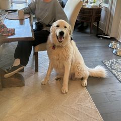 PIPPA - Maremma Sheepdog