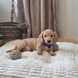 AKC Meet Gerdie :) - Red female Dachshund puppy in Centerville, Iowa from Barnyard Dachshunds, Dals & Doodles