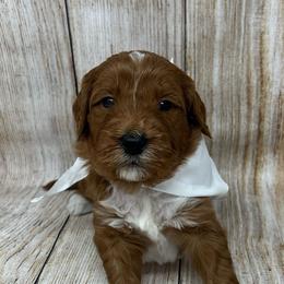 Aspen's White Female - Apricot female Goldendoodle puppy in Great Falls, Montana from Montana Goldendoodles