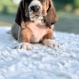Wilson - Mahogany and white male Basset Hound puppy in Springfield, Missouri from Baylee’s Bassets
