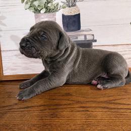 Tyler - Blue male Great Dane puppy in Carencro, Louisiana from Halsey Danes
