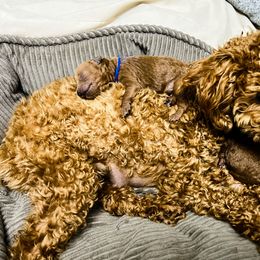 Poodle Puppies from Lil’ Beans and Lil’ Bits