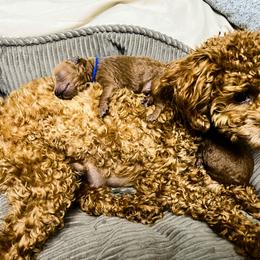 Poodle Puppies from Lil’ Beans and Lil’ Bits