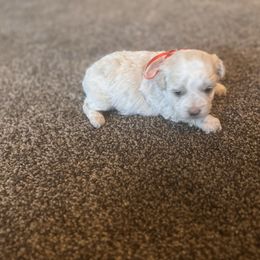 Girl 3 - Cream female Double Doodle puppy in Junction, Utah from Sugar Doodles