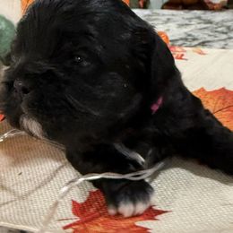 Leilani - Black female Shihpoo puppy in Colonial Beach, Virginia from BeachRidge Pups