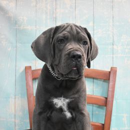 American Corgi, Cane Corso, Pembroke Welsh Corgi, and Rhodesian Ridgeback Puppies from Diamondcrest Inc