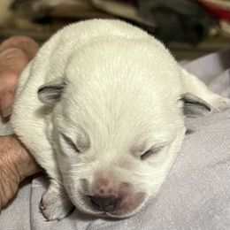 Red Girl puppy - Red speckled Australian Cattle Dog puppy in Menifee, California from CLS Australian Cattle Dogs
