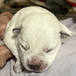 Red Girl puppy - Red speckled Australian Cattle Dog puppy in Menifee, California from CLS Australian Cattle Dogs
