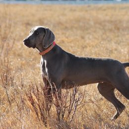 Gemma - Weimaraner