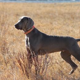 Gemma - Weimaraner