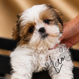 Leo - Gold and white male Shih Tzu puppy in Bennett, Colorado from Victorio Boxers & Shih-Tzu's