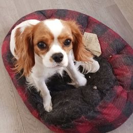 Loma - Cavalier King Charles Spaniel