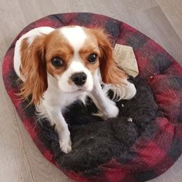 Loma - Cavalier King Charles Spaniel