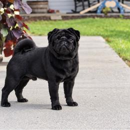 Jagger - Pug
