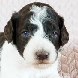 Poodles from Mountain Vista Pups LLC