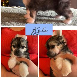 Kyle - Sable male Chinese Crested puppy in Brooksville, Florida from Ariella Standard Poodles & Chinese Cresteds
