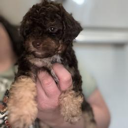 Bopper - Red phantom male Aussiedoodle puppy in Hopkins, Missouri from Mowry Creek Mini Aussiedoodles and More