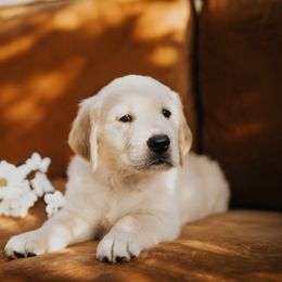 Golden Retriever Puppies from Rosemary Goldens