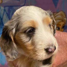 Paco Soft wired hair AKC - Dapple male Dachshund puppy in Elizabethtown, Kentucky from Teeny Tiny Puppy Tails