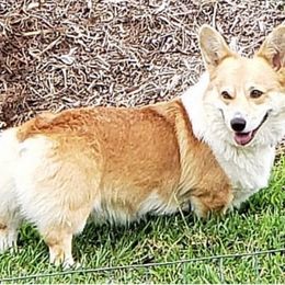 Koa - Pembroke Welsh Corgi