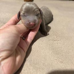 Pooh - Fawn (isabella) and tan male Dachshund puppy in Louisa, Kentucky from Mini Doxies of Eastern KY
