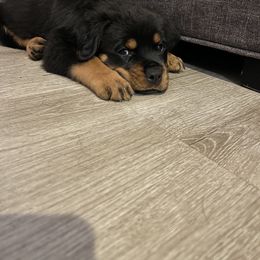 Rottweiler Puppies from Vom Allegiance Haus