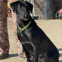 Roxy - Labrador Retriever