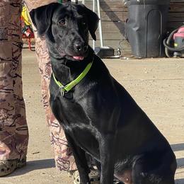 Roxy - Labrador Retriever