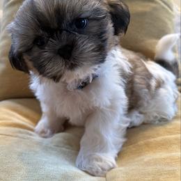 Theo AKC Champion Bloodline - Tricolor male Shih Tzu puppy in Long Beach, California from Shih Zu’s of Long Beach