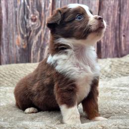 Penny - Red tri-color female Miniature American Shepherd puppy in Artois, California from Aloe Aussies