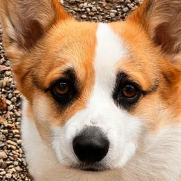 Pembroke Welsh Corgis from Westbrooke Kennels
