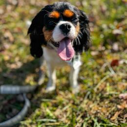 Lady - Cavalier King Charles Spaniel