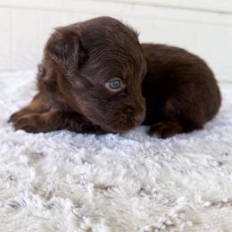 Ariel - Red tri female Miniature Australian Shepherd puppy in Pollok, Texas from Pineywoods Pups