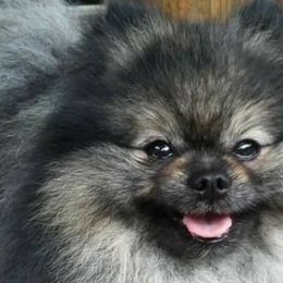 Pomeranians from FrasierLand Pom Parents