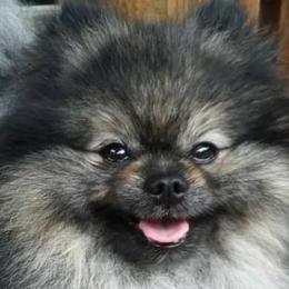 Pomeranians from FrasierLand Pom Parents