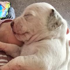 Braque du Bourbonnais Puppies from Steady Wind Braque du Bourbonnais Pointers