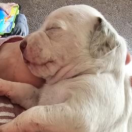 Braque du Bourbonnais Puppies from Steady Wind Braque du Bourbonnais Pointers