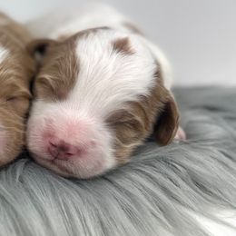 F1b Mini Girl 4 - Parti female Goldendoodle puppy in Milford, Indiana from Railway Acres Kennel