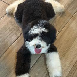Baloo (pronounced, B'lue - Black and white male Sheepadoodle puppy in Saint Cloud, Florida from Rising Star Kennels