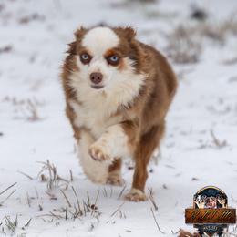 Circe - Toy Australian Shepherd