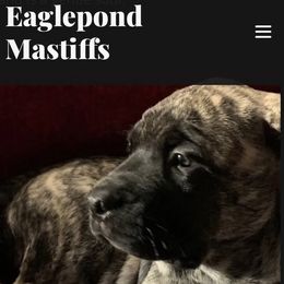 Mastiff Puppies from Eagle Pond Mastiffs