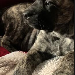Mastiff Puppies from Eagle Pond Mastiffs