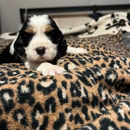 English Springer Spaniel Puppies from Heart of Dixie Springers