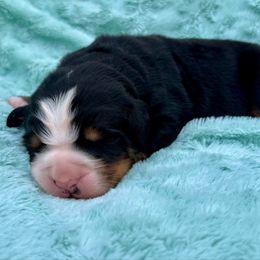 Duck - Black rust and white male Bernese Mountain Dog puppy in Fitzgerald, Georgia from Southern Charm Bernese