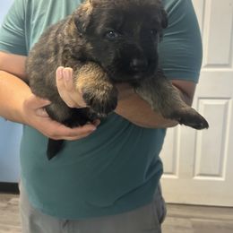 Lime Green - Sable German Shepherd puppy in Shelton, Connecticut from DaCruz K9s